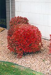 Bailey Compact Highbush Cranberry (Viburnum trilobum 'Bailey Compact') at The Green Spot Home & Garden