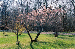 M604 Apricot (Prunus mandshurica 'M604') at The Green Spot Home & Garden