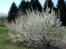 White Nanking Cherry (Prunus tomentosa 'Leucocarpa') at The Green Spot Home & Garden