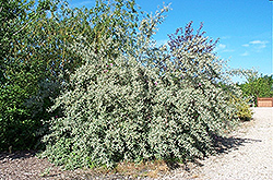 Silverscape Olive (Elaeagnus 'Jeffmorg') at The Green Spot Home & Garden