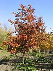 Ventura Maple (Acer 'Ventura') at The Green Spot Home & Garden