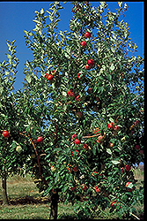 Zestar Apple (Malus 'Zestar') at The Green Spot Home & Garden