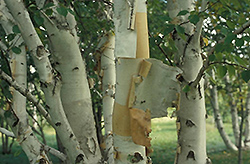 Prairie Dream Paper Birch (Betula papyrifera 'Varen') at The Green Spot Home & Garden