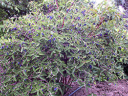 Berry Smart Belle Honeyberry (Lonicera caerulea 'Berry Smart Belle') at The Green Spot Home & Garden