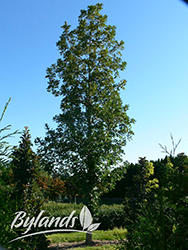 Top Gun Bur Oak (Quercus macrocarpa 'Top Gun') at The Green Spot Home & Garden