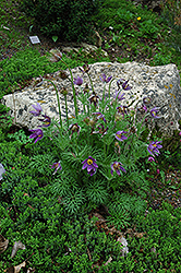 Pasqueflower (Pulsatilla vulgaris) at The Green Spot Home & Garden
