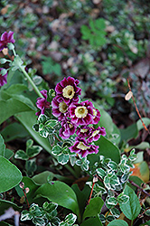 Siebold Primrose (Primula x auricula 'Sieboldii') at The Green Spot Home & Garden