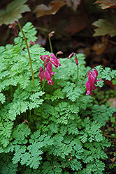 King of Hearts Bleeding Heart (Dicentra 'King of Hearts') at The Green Spot Home & Garden