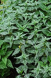 Hermann's Pride Yellow Archangel (Lamiastrum galeobdolon 'Hermann's Pride') at The Green Spot Home & Garden