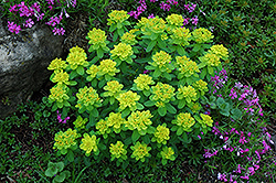 Cushion Spurge (Euphorbia polychroma) at The Green Spot Home & Garden