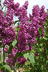 Ludwig Spaeth Lilac (Syringa vulgaris 'Ludwig Spaeth') at The Green Spot Home & Garden