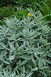Valerie Finnis Artemisia (Artemisia ludoviciana 'Valerie Finnis') at The Green Spot Home & Garden