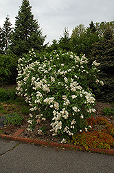 Mme. Lemoine Lilac (Syringa vulgaris 'Mme. Lemoine') at The Green Spot Home & Garden