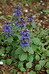 Caitlin's Giant Bugleweed (Ajuga reptans 'Caitlin's Giant') at The Green Spot Home & Garden
