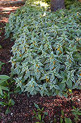 Hermann's Pride Yellow Archangel (Lamiastrum galeobdolon 'Hermann's Pride') at The Green Spot Home & Garden