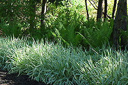 Variegated Ribbon Grass (Phalaris arundinacea 'Picta') at The Green Spot Home & Garden
