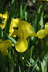 Brassi Iris (Iris 'Brassi') at The Green Spot Home & Garden