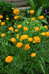 Orange Globe Globeflower (Trollius x cultorum 'Orange Globe') at The Green Spot Home & Garden