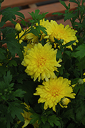 Morden Canary Chrysanthemum (Chrysanthemum 'Morden Canary') at The Green Spot Home & Garden