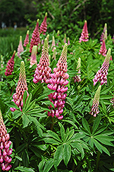 Russell Red Lupine (Lupinus 'Russell Red') at The Green Spot Home & Garden