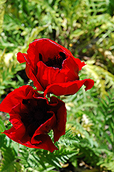 Brilliant Poppy (Papaver orientale 'Brilliant') at The Green Spot Home & Garden
