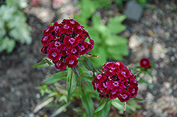 Sweet William (Dianthus barbatus) at The Green Spot Home & Garden