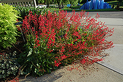 Ruby Mist Coral Bells (Heuchera 'Ruby Mist') at The Green Spot Home & Garden