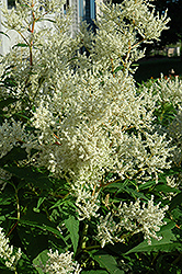 White Fleeceflower (Persicaria polymorpha) at The Green Spot Home & Garden