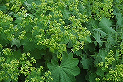 Lady's Mantle (Alchemilla mollis) at The Green Spot Home & Garden