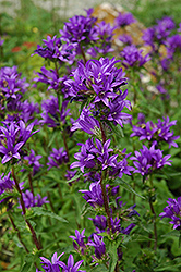 Clustered Bellflower (Campanula glomerata) at The Green Spot Home & Garden