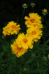 Early Sunrise Tickseed (Coreopsis 'Early Sunrise') at The Green Spot Home & Garden