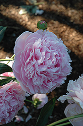Shirley Temple Peony (Paeonia 'Shirley Temple') at The Green Spot Home & Garden