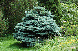Globe Blue Spruce (Picea pungens 'Globosa') at The Green Spot Home & Garden