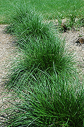Tufted Hair Grass (Deschampsia cespitosa) at The Green Spot Home & Garden