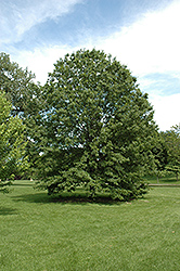 Northern Pin Oak (Quercus ellipsoidalis) at The Green Spot Home & Garden