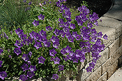 Blue Clips Bellflower (Campanula carpatica 'Blue Clips') at The Green Spot Home & Garden