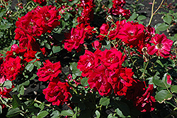 Champlain Rose (Rosa 'Champlain') at The Green Spot Home & Garden