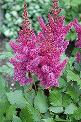 Visions Astilbe (Astilbe chinensis 'Visions') at The Green Spot Home & Garden