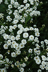 The Pearl Yarrow (Achillea ptarmica 'The Pearl') at The Green Spot Home & Garden