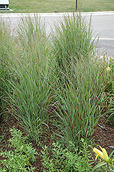 Shenandoah Reed Switch Grass (Panicum virgatum 'Shenandoah') at The Green Spot Home & Garden