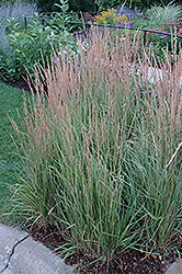 Variegated Reed Grass (Calamagrostis x acutiflora 'Overdam') at The Green Spot Home & Garden