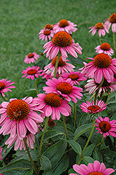 Ruby Star Coneflower (Echinacea purpurea 'Rubinstern') at The Green Spot Home & Garden