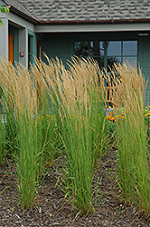 Karl Foerster Reed Grass (Calamagrostis x acutiflora 'Karl Foerster') at The Green Spot Home & Garden