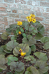 Britt Marie Crawford Rayflower (Ligularia dentata 'Britt Marie Crawford') at The Green Spot Home & Garden