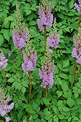 Dwarf Chinese Astilbe (Astilbe chinensis 'Pumila') at The Green Spot Home & Garden