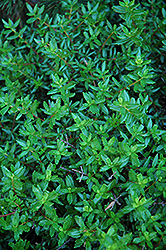 Cliff Green (Paxistima canbyi) at The Green Spot Home & Garden
