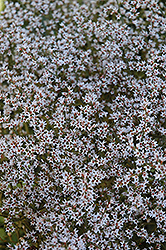 German Statice (Goniolimon tataricum) at The Green Spot Home & Garden