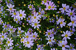 Pink Tickseed (Coreopsis rosea) at The Green Spot Home & Garden