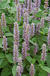 Blue Fortune Anise Hyssop (Agastache 'Blue Fortune') at The Green Spot Home & Garden