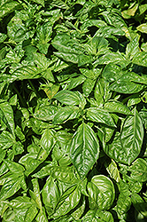 Sweet Basil (Ocimum basilicum) at The Green Spot Home & Garden